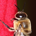 Abeille et fleurs - 003
